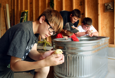 Martin County 4-H Members with their poultry projects